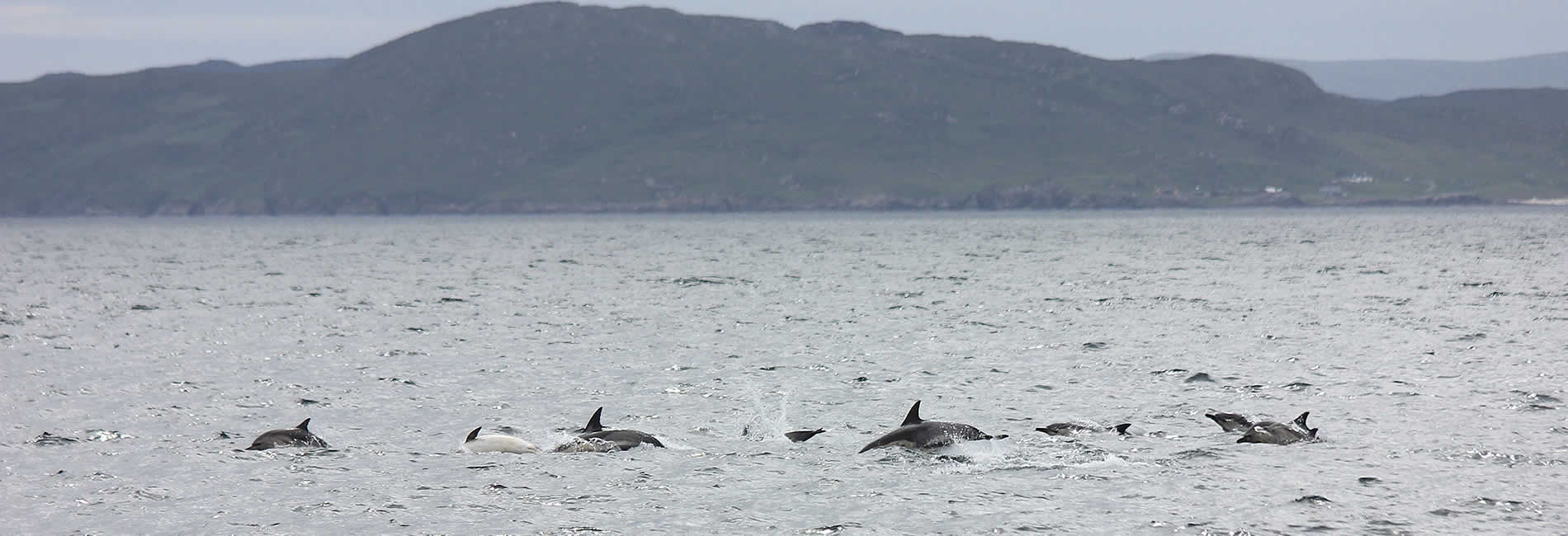 Dolphin Ullapool