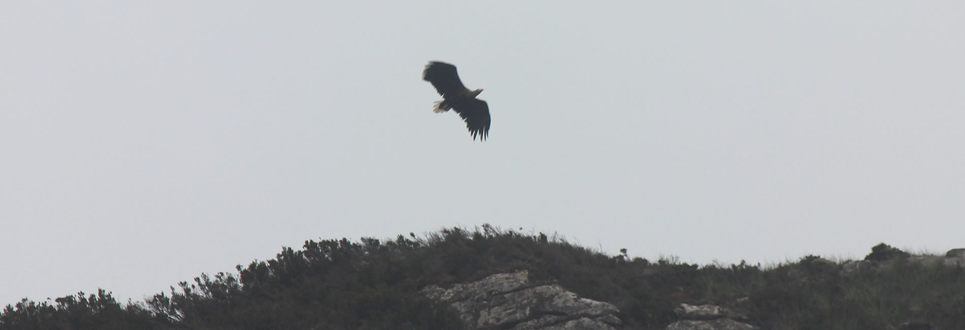 Sea Eagles Ullapool