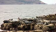 Seals