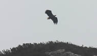 Sea Eagles